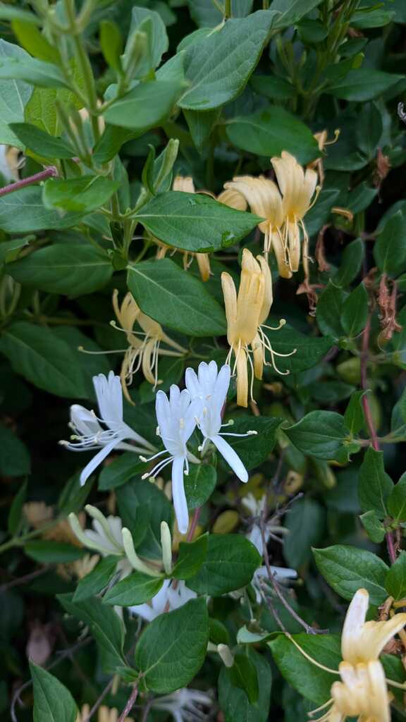 Plant detail from Reza's gardening work.