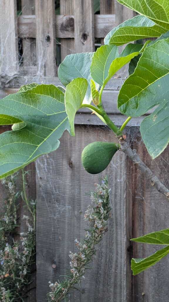 A healthy fig growing near a wooden garden fence.