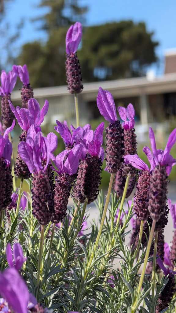 Garden foliage and planting detail.
