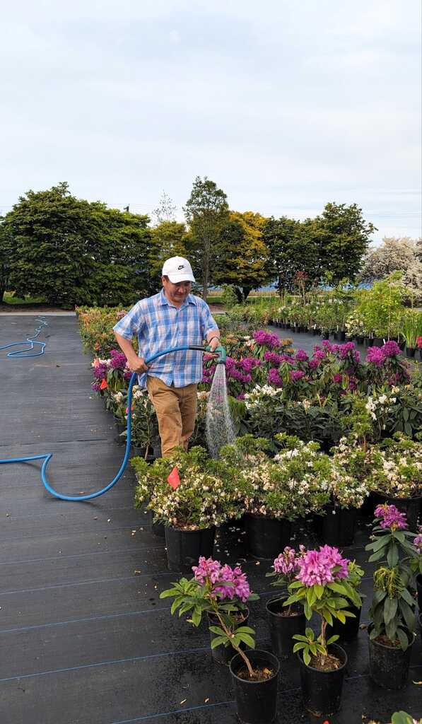 Reza watering flowering plants in a nursery setting.